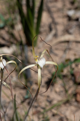 Caladenia denticulata