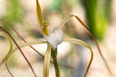 Caladenia denticulata