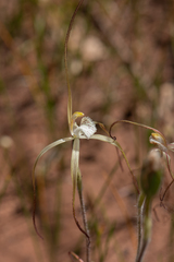 Caladenia denticulata