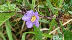 Solanum prinophyllum