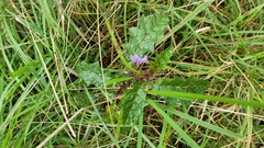 Solanum prinophyllum