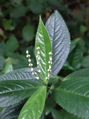 Chloranthaceae
