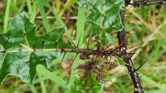 Solanum prinophyllum