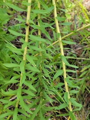 Solidago tortifolia image