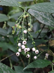 Chloranthaceae
