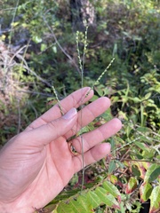 Paspalum bifidum