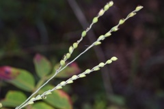 Paspalum bifidum
