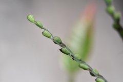 Paspalum bifidum