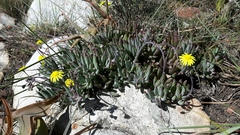 Crassothonna capensis