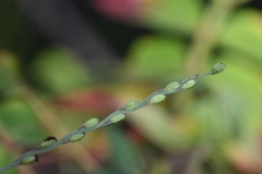 Paspalum bifidum