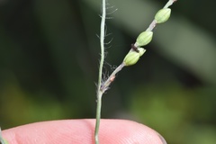 Paspalum bifidum