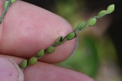 Paspalum bifidum