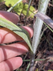Paspalum bifidum