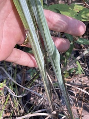Paspalum bifidum