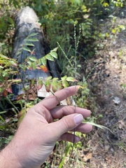 Paspalum bifidum