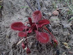 Drosera praefolia