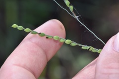 Paspalum bifidum