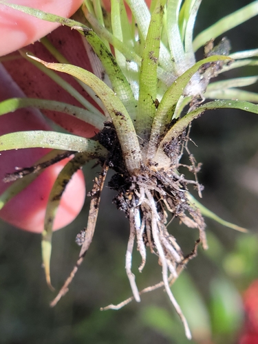 Image of Eriocaulon ravenelii by (c) Jay Horn, some rights reserved (CC BY)