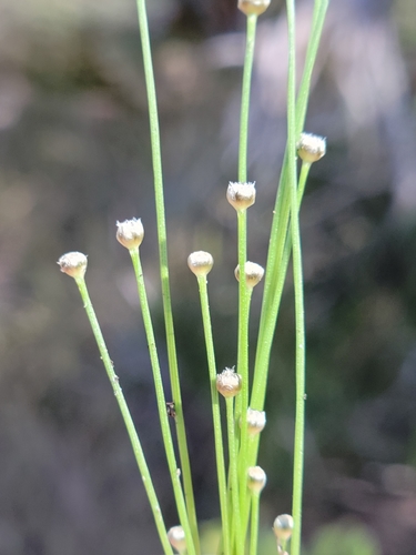 Image of Eriocaulon ravenelii by (c) Jay Horn, some rights reserved (CC BY)