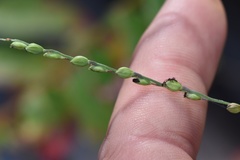 Paspalum bifidum