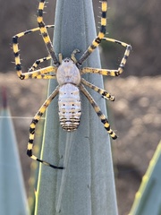 Argiope trifasciata