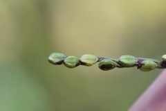 Paspalum bifidum