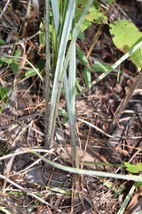 Paspalum bifidum