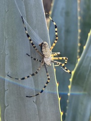 Argiope trifasciata