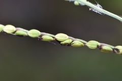 Paspalum bifidum