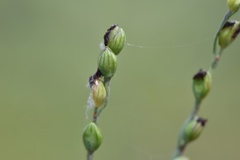 Paspalum bifidum