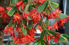 Rhipsalidopsis gaertneri