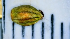 Paspalum bifidum