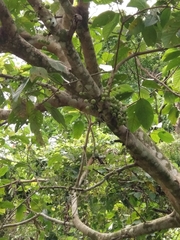 Ficus variegata garciae