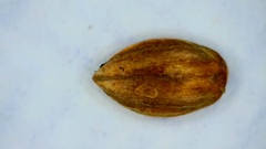 Paspalum bifidum