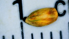Paspalum bifidum