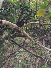 Ficus variegata garciae
