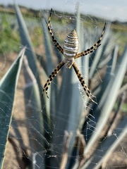 Argiope trifasciata