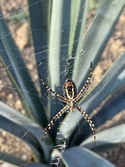 Argiope trifasciata