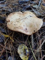 Polyporus radicatus