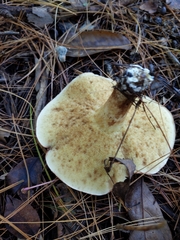 Polyporus radicatus