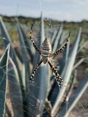 Argiope trifasciata