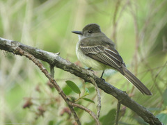 Myiarchus cephalotes