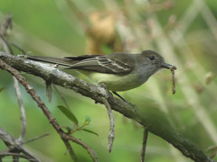Myiarchus cephalotes