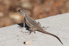 Sceloporus occidentalis