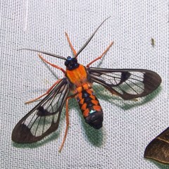 Cosmosoma sectinota
