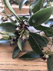 Pittosporum colensoi