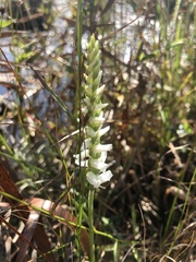 Spiranthes odorata