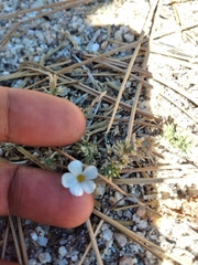 Leptosiphon melingii