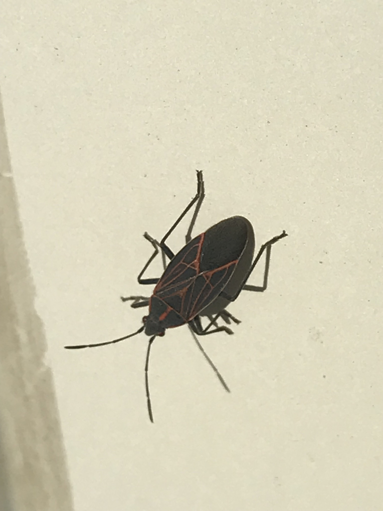Western Boxelder Bug from Downtown, Wenatchee, WA, US on October 16 ...