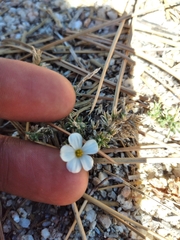 Leptosiphon melingii